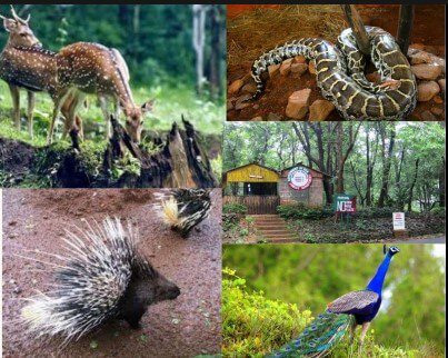 Bondla Wildlife Sanctury, Goa Tourist Places, Goa Beaches